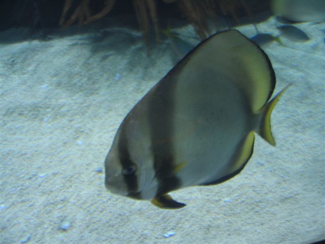 Valencia 155